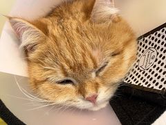 -关爱宠物医院·猫科中心·消化科(滨湖万达分院)