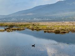 -腾冲北海湿地