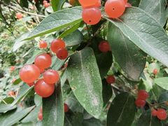 -国家植物园南园