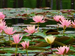 -白鹭湾湿地公园