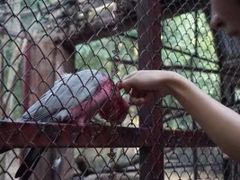 -清迈夜间动物园