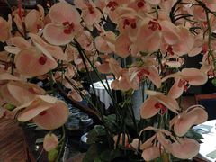 -八府香鸭·啫啫煲(华山路店)