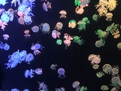 -欢乐海岸海洋奇梦馆
