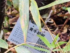 -海南热带雨林国家公园吊罗山景区