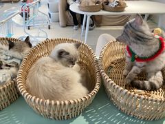 -怪兽屋·羊驼·猫咖·狗咖(俊华广场店)