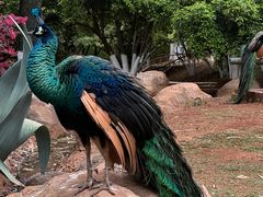 -昆明动物园