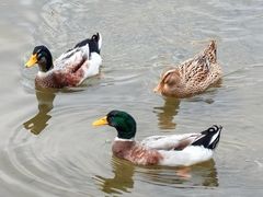 -茵特拉根酒店·西餐厅