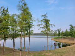 -合肥滨湖国家森林公园