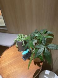 -安吉拉青春化管理中心