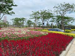 -芒洲湿地公园