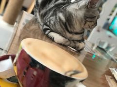 -有猫儿腻咖啡厅.猫咖
