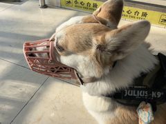 -美联众合动物医院·24h转诊中心