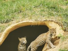 -北京野生动物园