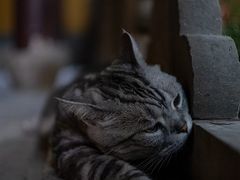 -龙华寺