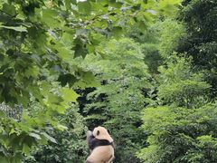 -都江堰中华大熊猫苑