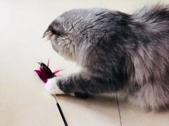 -瑞鹏宠物医院·骨科·猫科·内科(第一中心)