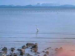 -深圳湾公园(南山区)