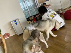 -Husky Go! 哈士奇体验馆·宠物咖啡厅狗咖