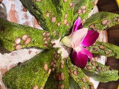 -阿露佳·舌尖上的安吉菜