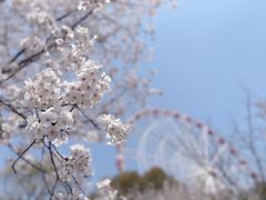 -顾村公园