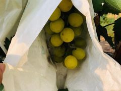 -马陆小张葡萄园农家乐