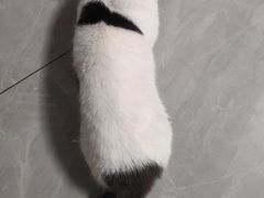 -猫宠乐园·专业洗护