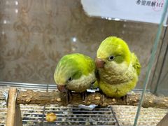 -青石桥花鸟鱼虫市场(叠翠城店)