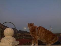 -北京梨园老狗市猫市大型交易市场