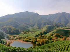 -龙坞茶村
