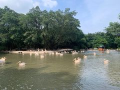 -广州长隆飞鸟乐园
