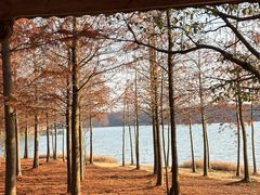 -上海海湾国家森林公园