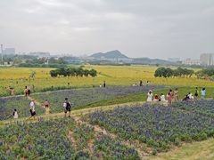 -光明小镇欢乐田园