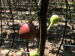 -武汉世外桃源农庄