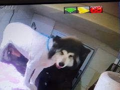 -奶牛家宠物酒店(嘉宏云顶店)