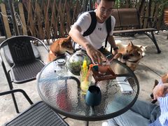 -柴犬高等学院·狗咖·柴犬售卖·宠物训练