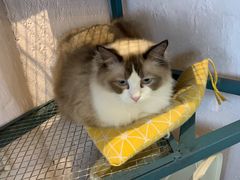 -喵屿·大理花园猫咖