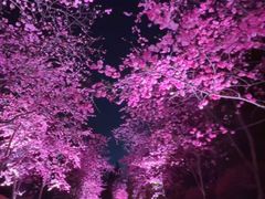 -洛龙公园