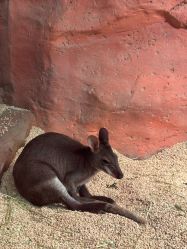 -Zoolung Zoolung动物主题公园(海信广场店)