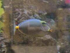 -火叮叮自助烤肉·现切牛肉(茂业店)