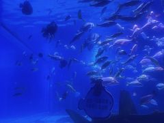 -顺德南宏海立方海洋公园