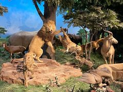 -国家自然博物馆