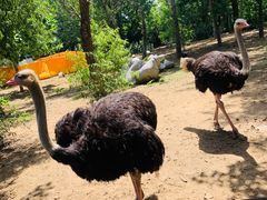 -大连森林动物园