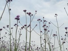 -西京湾花海