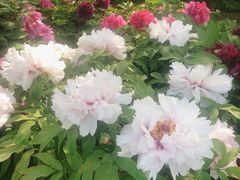 -莲花池公园