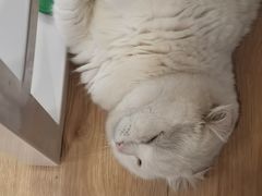 -MOYOYO猫咪咖啡店
