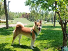 -爪吧宠物乐园 (温榆河示范区店)