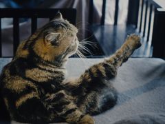 -more than meow吴止猫主题餐厅(承德 中船汇店)