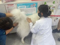 -瑞派长江宠物医院·猫科·外科·24小时夜护(谊城公寓分院)