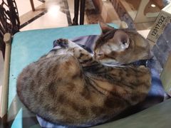-猫色咖啡·猫咖