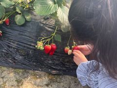 -小鱼草莓采摘园农家乐·小鱼餐厅